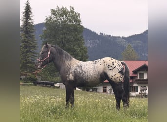 Norico, Giumenta, 2 Anni, 155 cm, Leopard