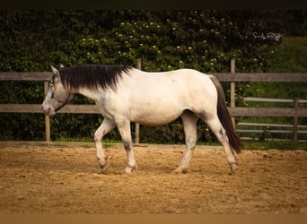 Norico, Giumenta, 2 Anni, 160 cm, Leopard