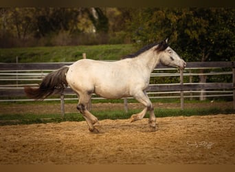 Norico, Giumenta, 2 Anni, 160 cm, Leopard