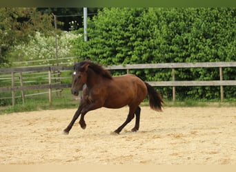 Norico, Giumenta, 2 Anni, 163 cm, Morello