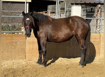 Norico, Giumenta, 2 Anni, 163 cm, Morello