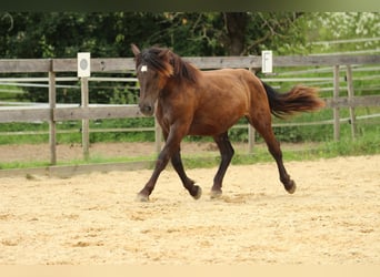 Norico, Giumenta, 2 Anni, 163 cm, Morello