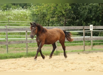 Norico, Giumenta, 2 Anni, 163 cm, Morello