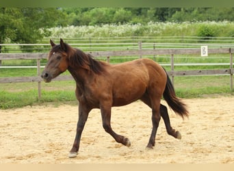 Norico, Giumenta, 2 Anni, 163 cm, Morello