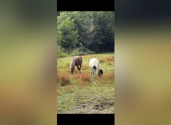 Norico, Giumenta, 2 Anni