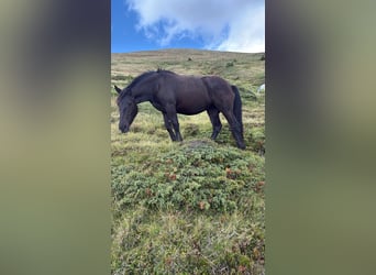 Norico, Giumenta, 2 Anni, Morello