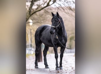 Norico, Giumenta, 3 Anni, 154 cm