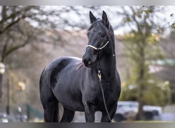 Norico, Giumenta, 3 Anni, 154 cm