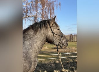 Norico, Giumenta, 3 Anni, 157 cm, Leopard