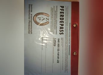 Norico, Giumenta, 3 Anni, 158 cm, Morello