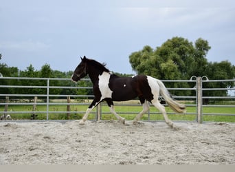 Norico, Giumenta, 3 Anni, 163 cm, Pezzato