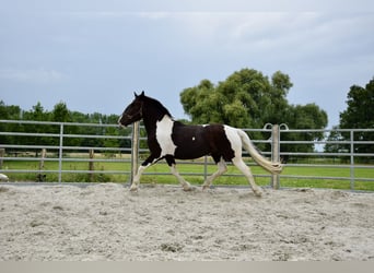 Norico, Giumenta, 3 Anni, 163 cm, Pezzato