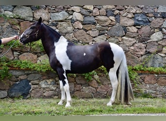 Norico, Giumenta, 3 Anni, 163 cm, Pezzato