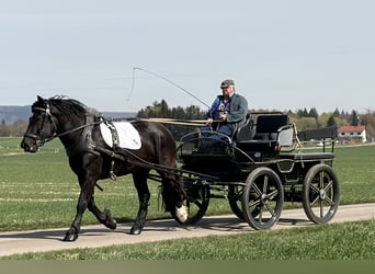 Norico, Giumenta, 3 Anni, 164 cm, Morello