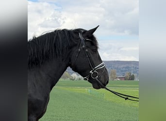 Norico, Giumenta, 3 Anni, 164 cm, Morello