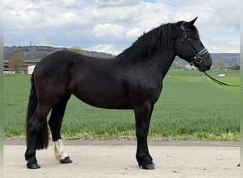 Norico, Giumenta, 3 Anni, 164 cm, Morello