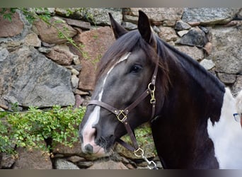 Norico, Giumenta, 3 Anni, 165 cm, Pezzato