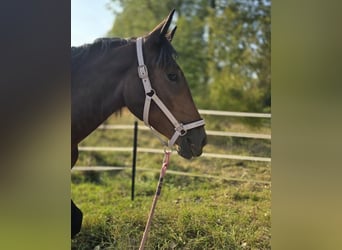 Norico, Giumenta, 3 Anni, Baio