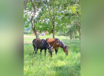 Norico, Giumenta, 3 Anni, Baio