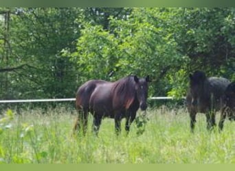 Norico, Giumenta, 3 Anni, Morello