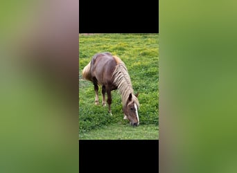 Norico, Giumenta, 3 Anni, Sauro scuro