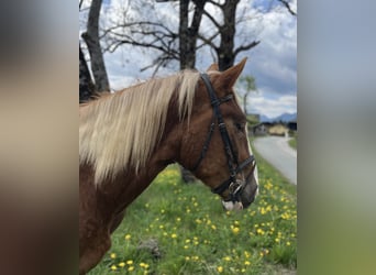 Norico, Giumenta, 4 Anni, 157 cm, Sauro scuro