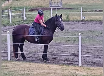 Norico, Giumenta, 4 Anni, 158 cm, Morello