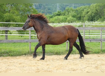 Norico, Giumenta, 4 Anni, 160 cm, Morello