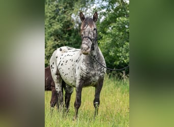 Norico, Giumenta, 4 Anni, 162 cm, Leopard