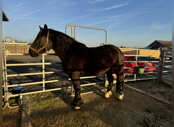 Norico, Giumenta, 4 Anni, 167 cm, Morello