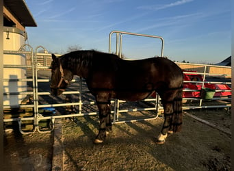 Norico, Giumenta, 4 Anni, 167 cm, Morello