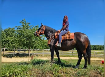 Norico, Giumenta, 5 Anni, 162 cm, Morello