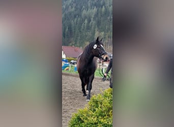 Norico, Giumenta, 5 Anni, Baio nero