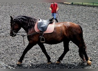 Norico, Giumenta, 5 Anni