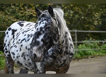 Norico, Giumenta, 6 Anni, 159 cm