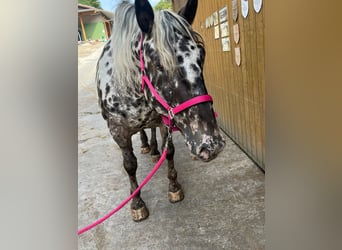 Norico, Giumenta, 6 Anni, 159 cm