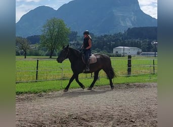 Norico, Giumenta, 6 Anni, 161 cm, Morello