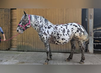 Norico, Giumenta, 7 Anni, 159 cm