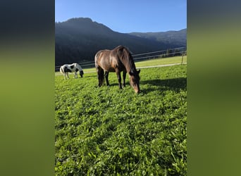 Norico, Giumenta, 8 Anni, 164 cm, Baio