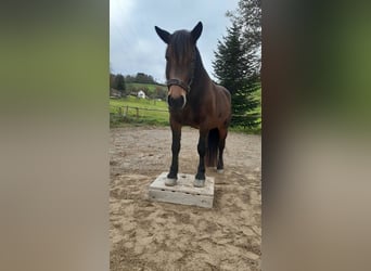Norico, Giumenta, 8 Anni