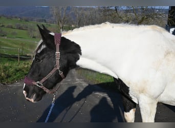 Norico, Giumenta, 8 Anni