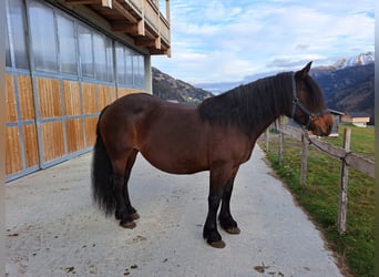 Norico, Giumenta, 9 Anni