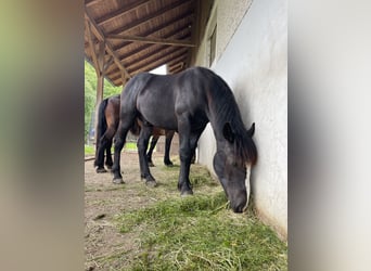 Nórico, Semental, 1 año, 150 cm, Negro