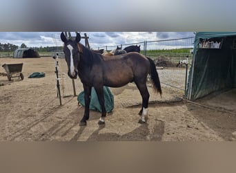 Nórico, Semental, 1 año, 153 cm, Castaño