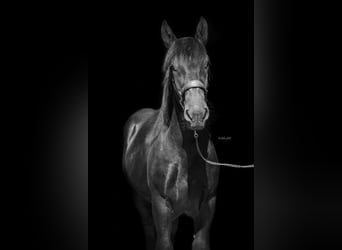 Nórico, Semental, 1 año, 155 cm, Negro