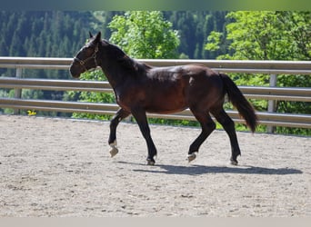 Nórico, Semental, 1 año, 155 cm, Negro