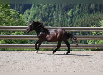 Nórico, Semental, 1 año, 155 cm, Negro