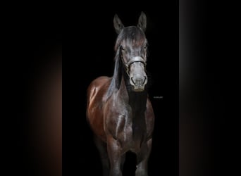 Nórico, Semental, 1 año, 155 cm, Negro