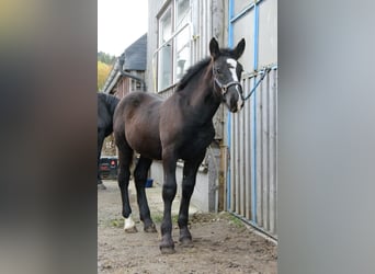 Nórico, Semental, 1 año, 162 cm, Negro