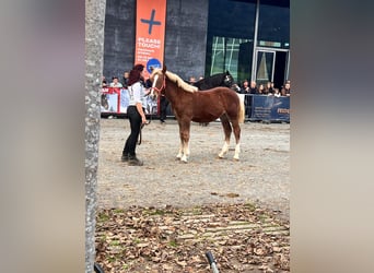 Nórico, Semental, 1 año, Alazán